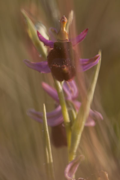 Orchidee spontanee da identificare