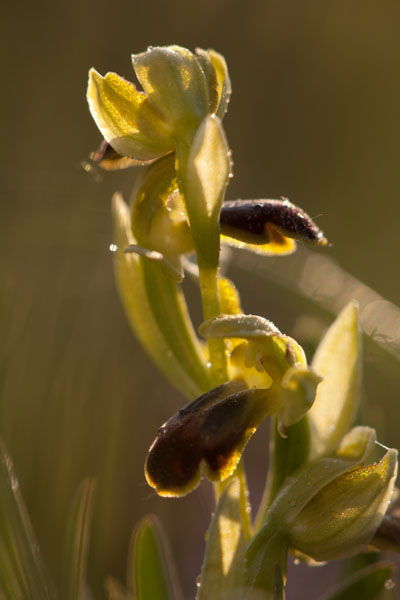 Orchidee spontanee da identificare