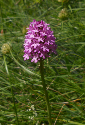 Identificazione orchidee