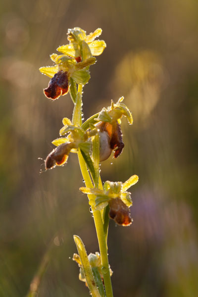 Orchidee spontanee da identificare