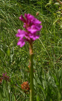 Identificazione orchidee