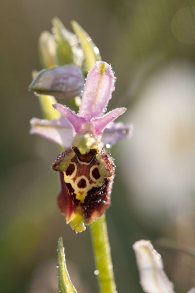 Orchidee spontanee da identificare