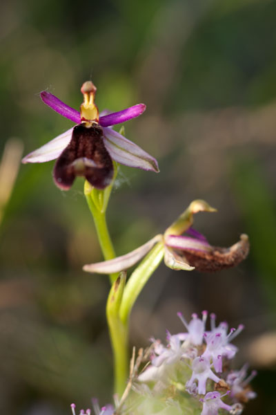 Orchidee spontanee da identificare