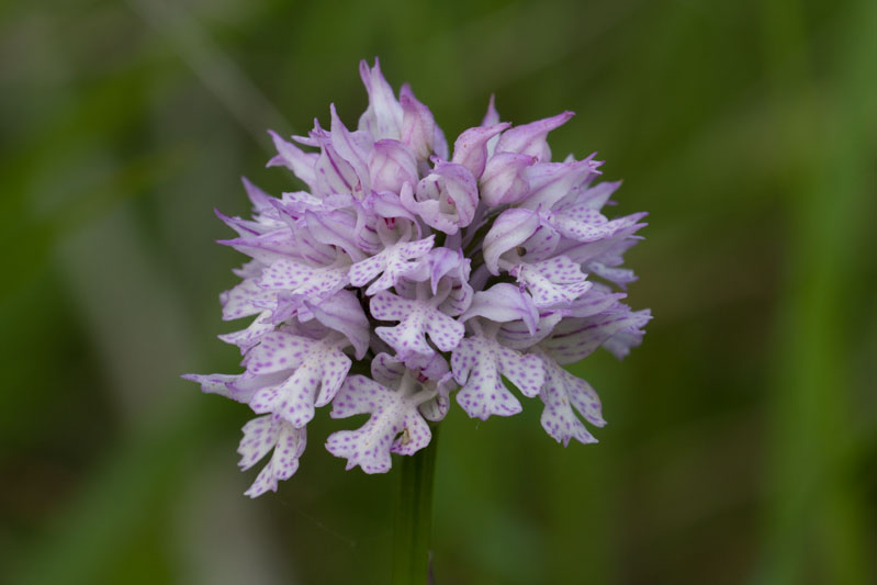 Orchidee da identificare