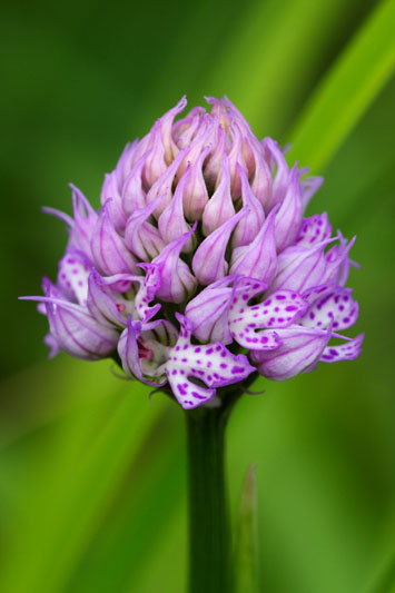 Orchidee da identificare