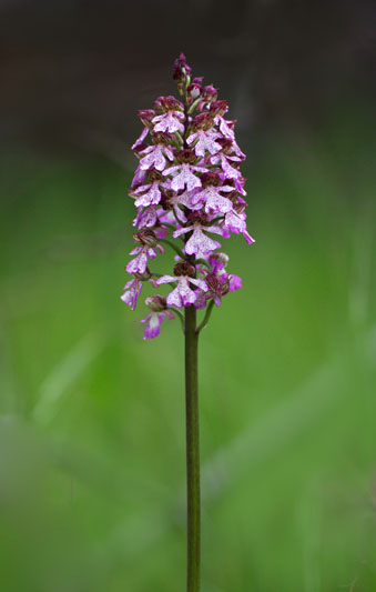 Orchidee da identificare