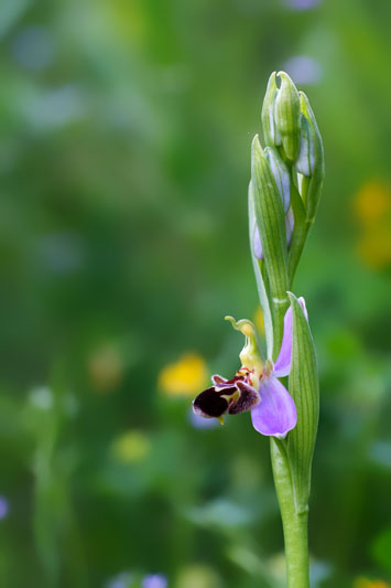 Orchidee da identificare