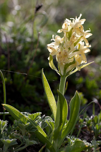 Orchidee da identificare