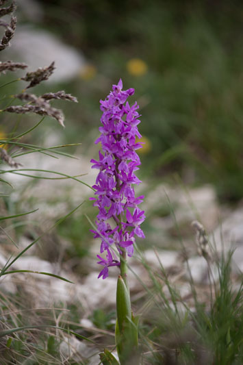 Orchidee da identificare