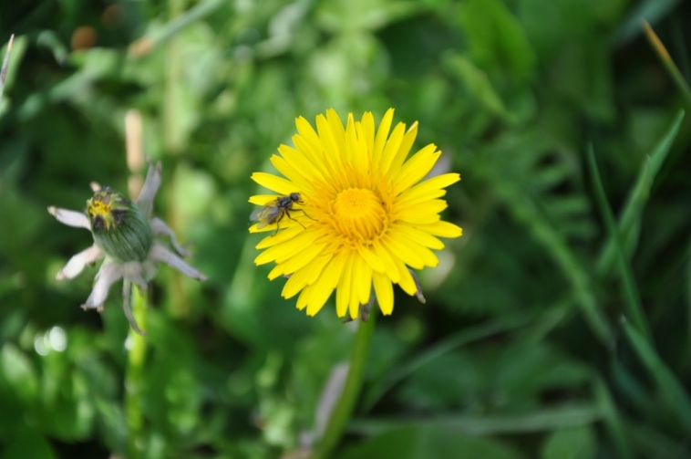 riconoscimento fiore 1 - Taraxacum sp.