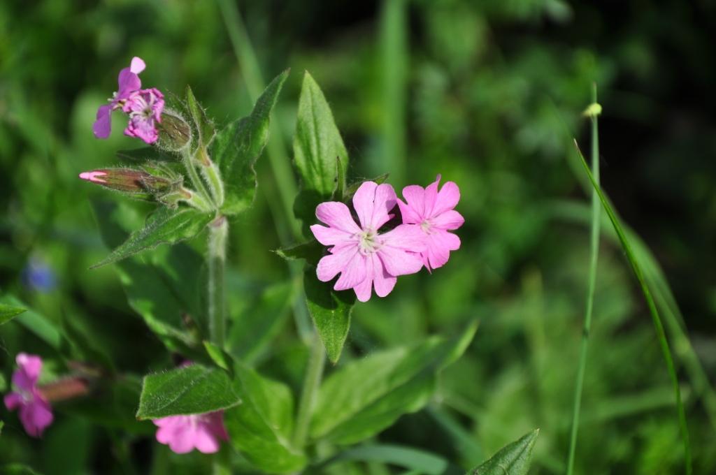 Silene dioica