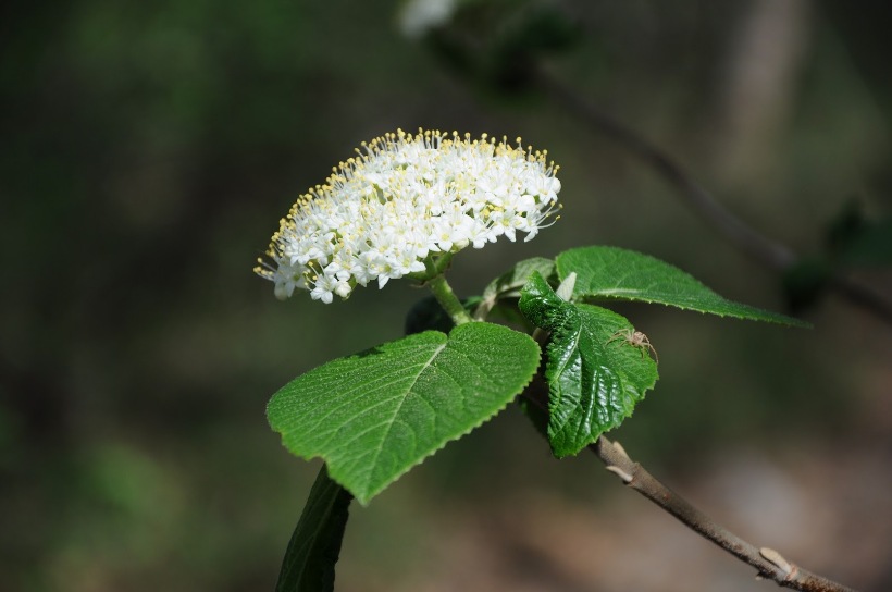 Parco del Curone (LC ):  Viburnum lantana L.