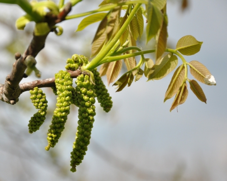 Juglans regia / Noce