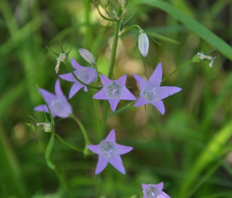 riconoscimento - Campanula sp.