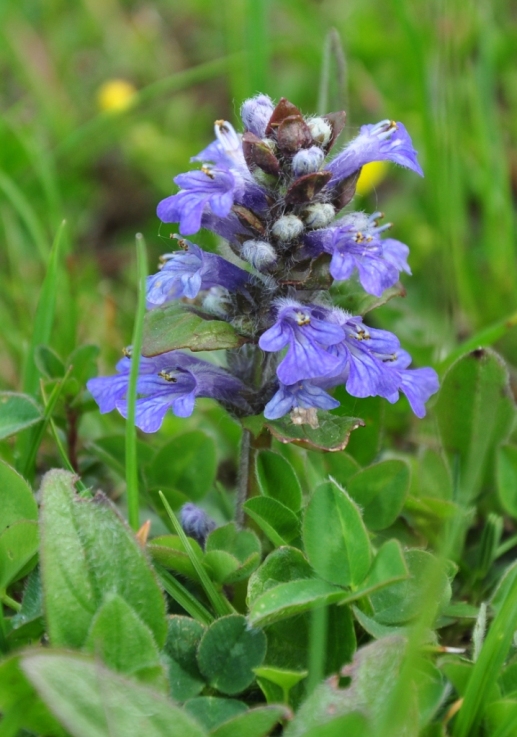 Ajuga reptans