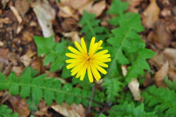 Aposeris foetida / Lattuga fetida