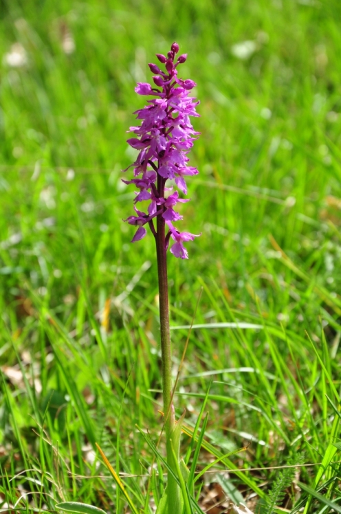 riconoscimento fiore 4 - Orchis mascula