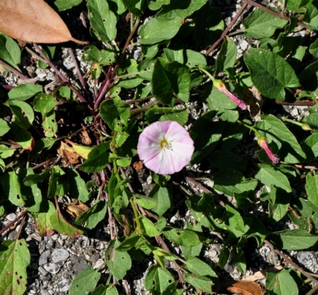 Convolvulus arvensis