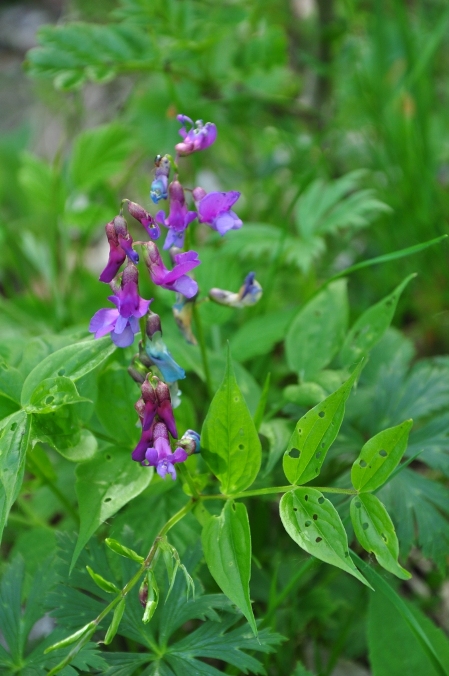 Lathyrus vernus