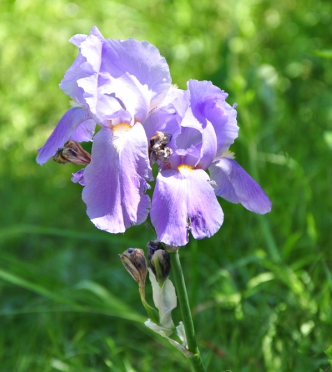 Iris pallida / Giaggiolo pallido