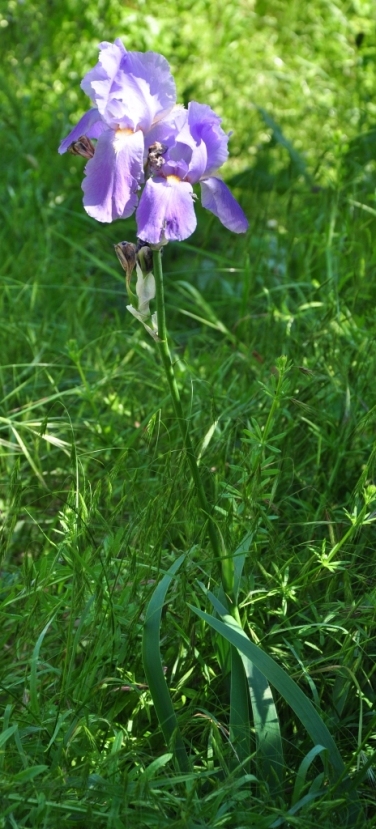 Iris pallida / Giaggiolo pallido