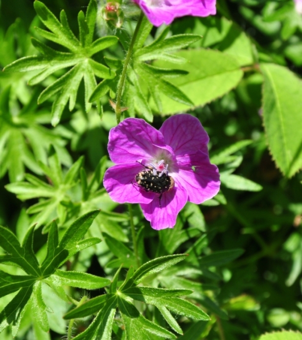 Geranium sanguineum (Geraniaceae)