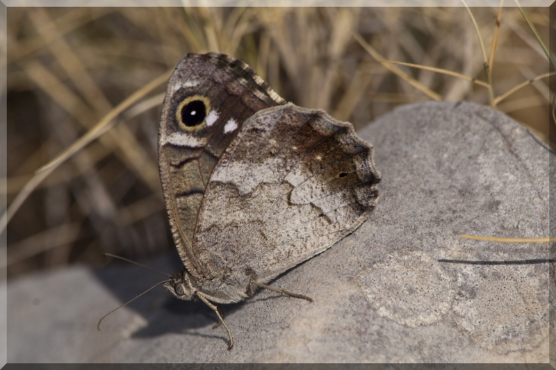 Hipparchia statilinus ?