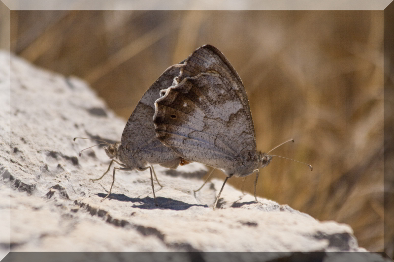 Hipparchia statilinus ?