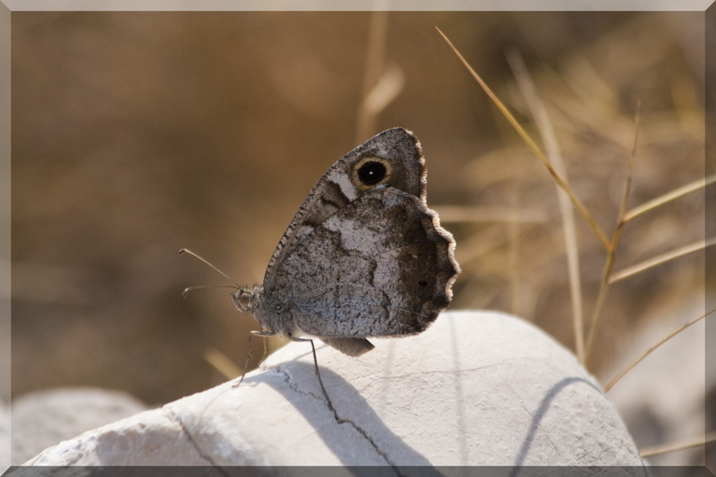 Hipparchia statilinus ?