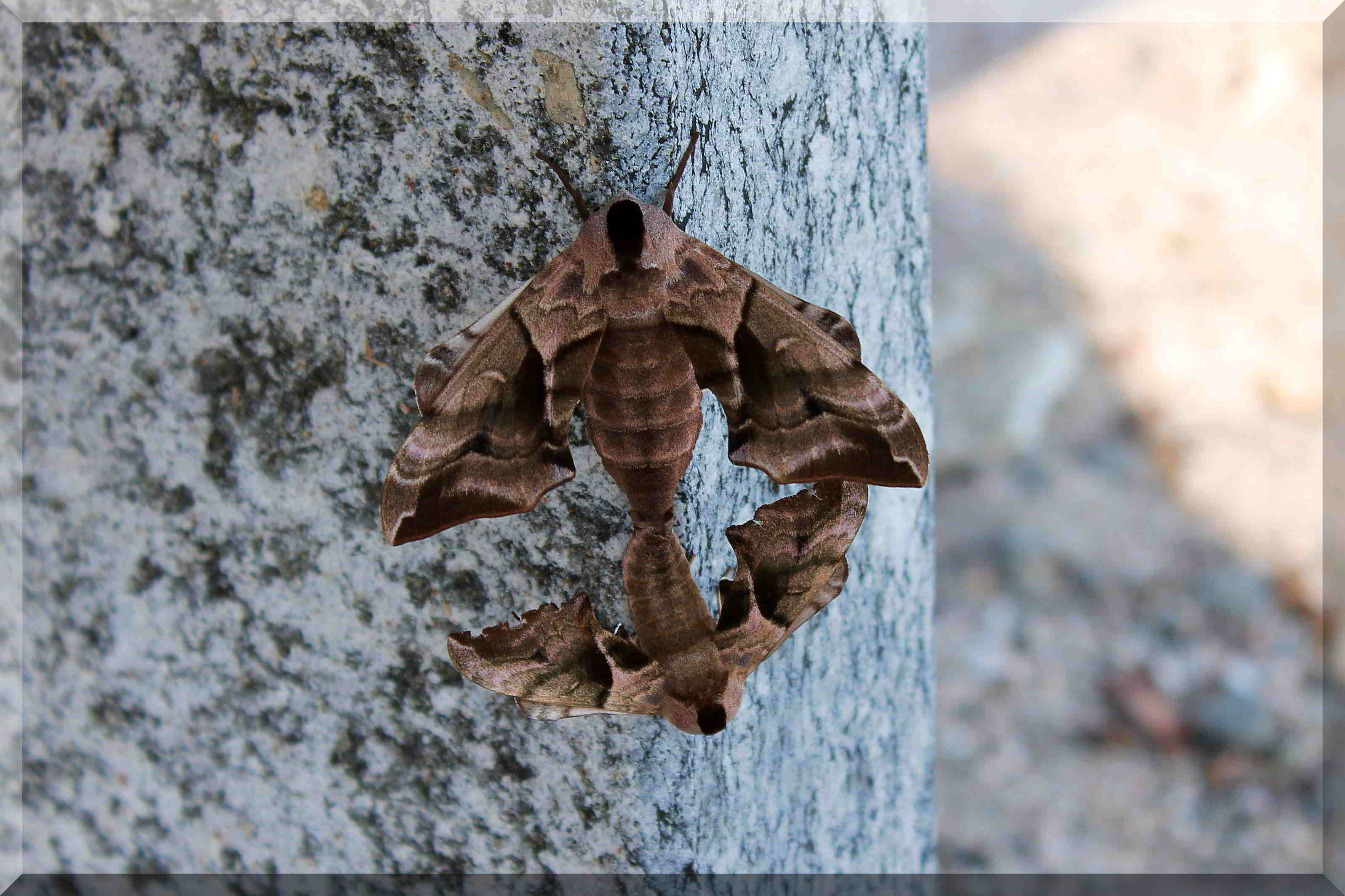 Smerinthus ocellata.(?) in accoppiamento