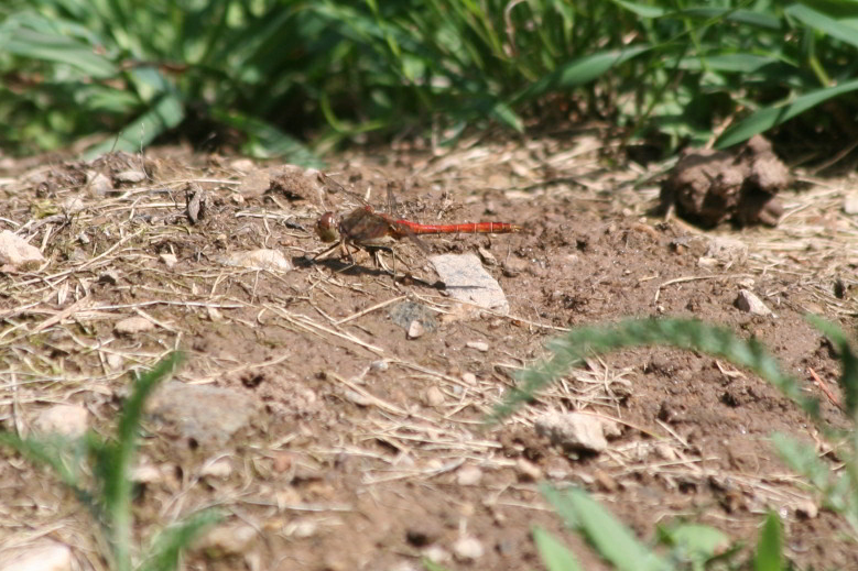 Sympetrum striolatum ?