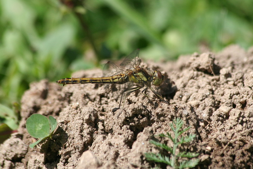 Sympetrum striolatum ?