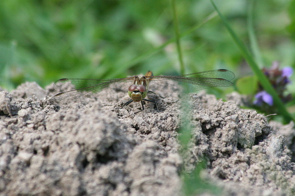 Sympetrum striolatum ?