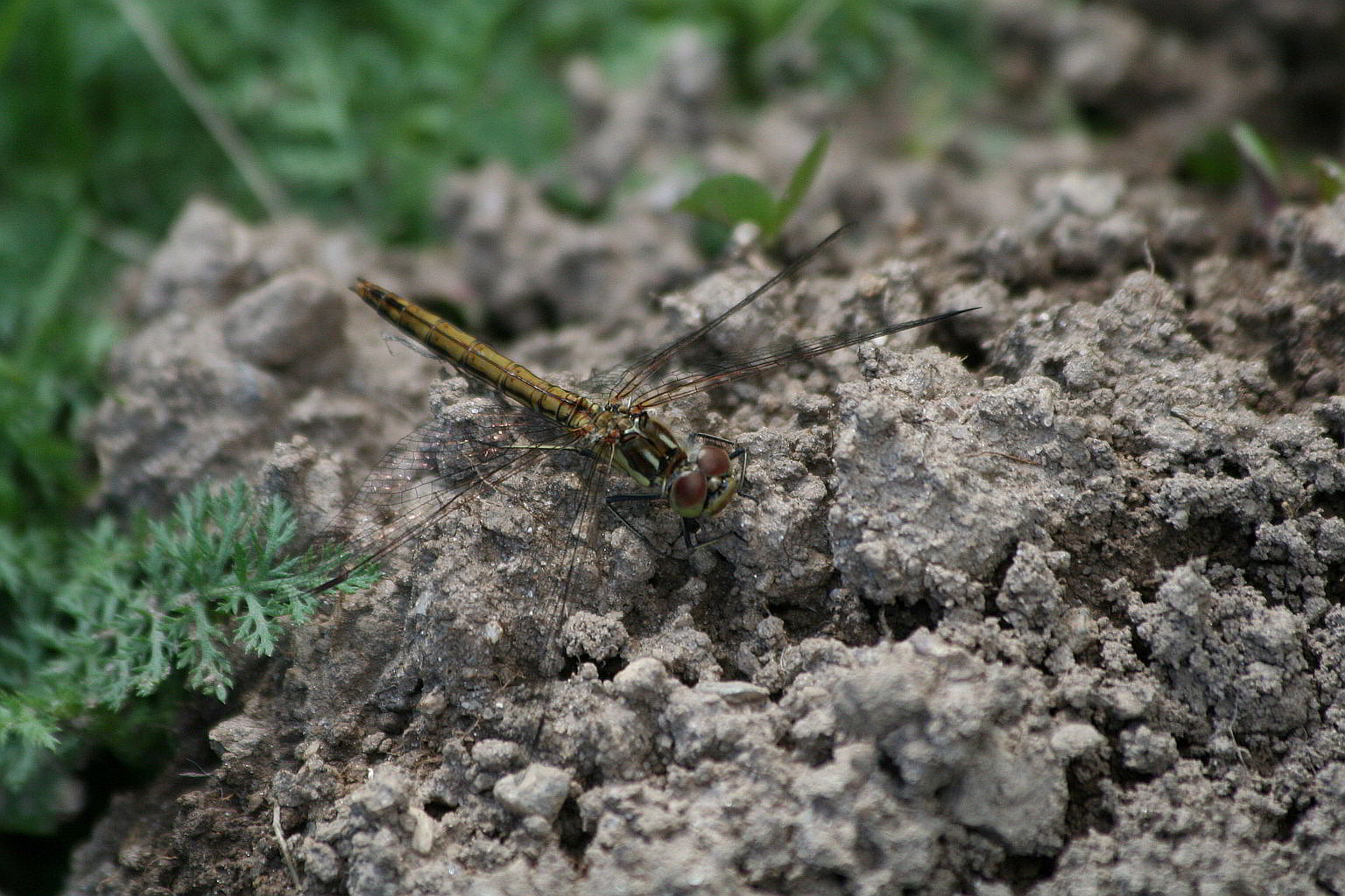 Sympetrum striolatum ?