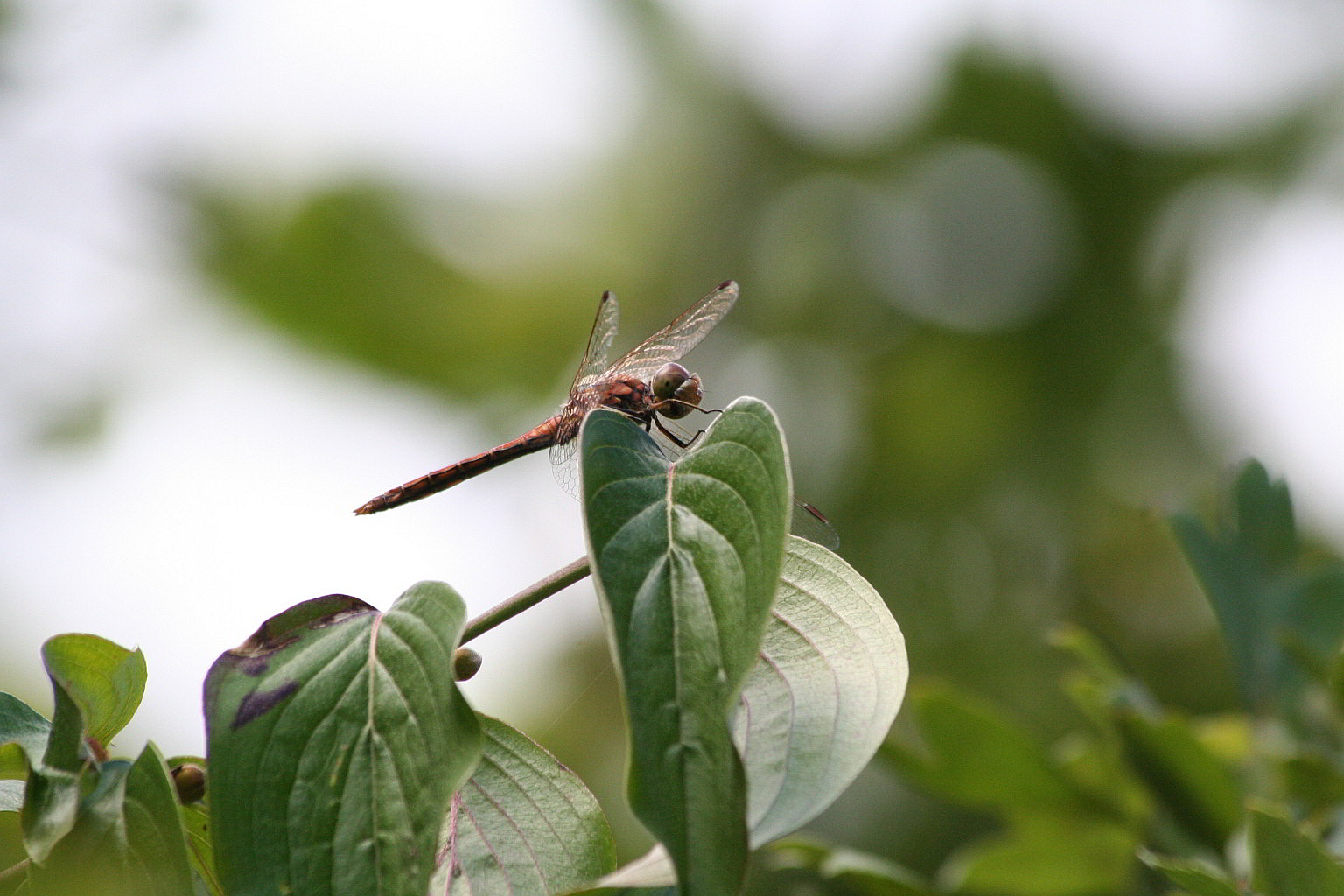 Sympetrum striolatum ?