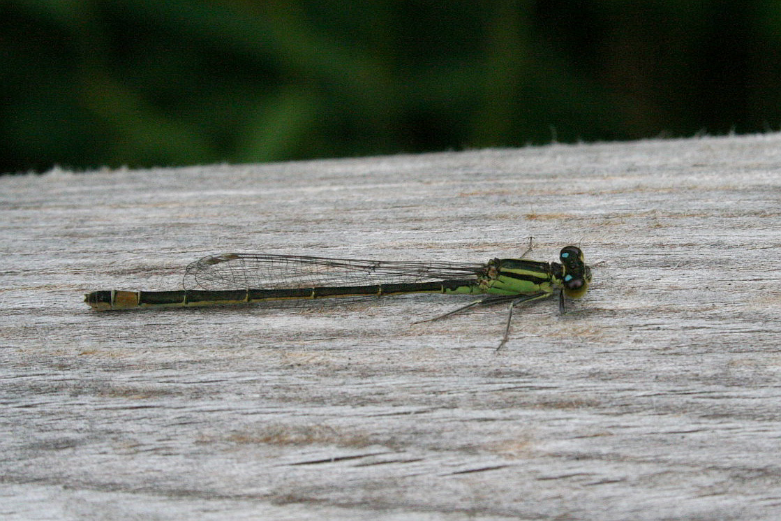 Ischnura elegans ''B-type'', mature ♀?