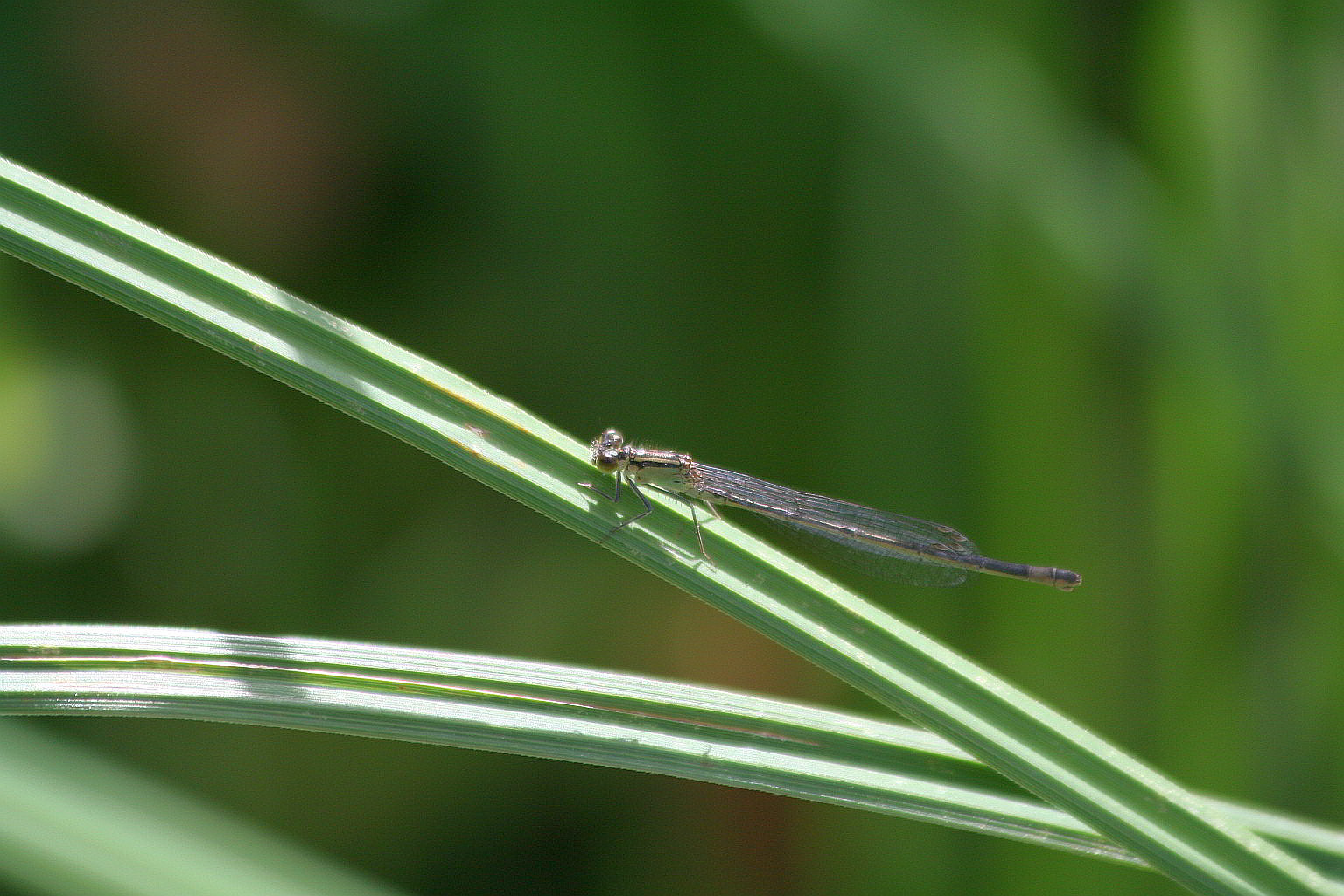 Ischnura elegans giovane femmina?