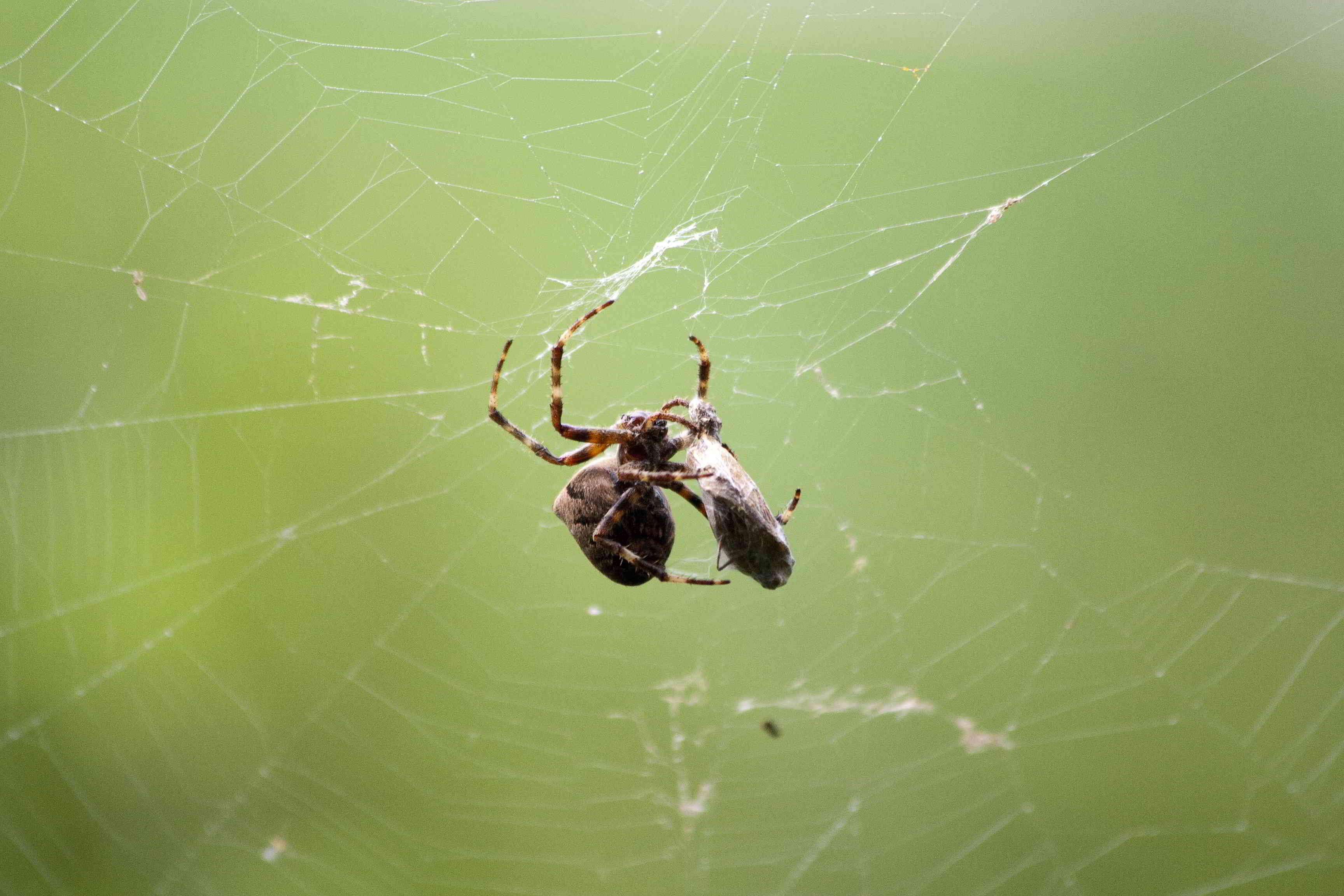 Araneus sp.