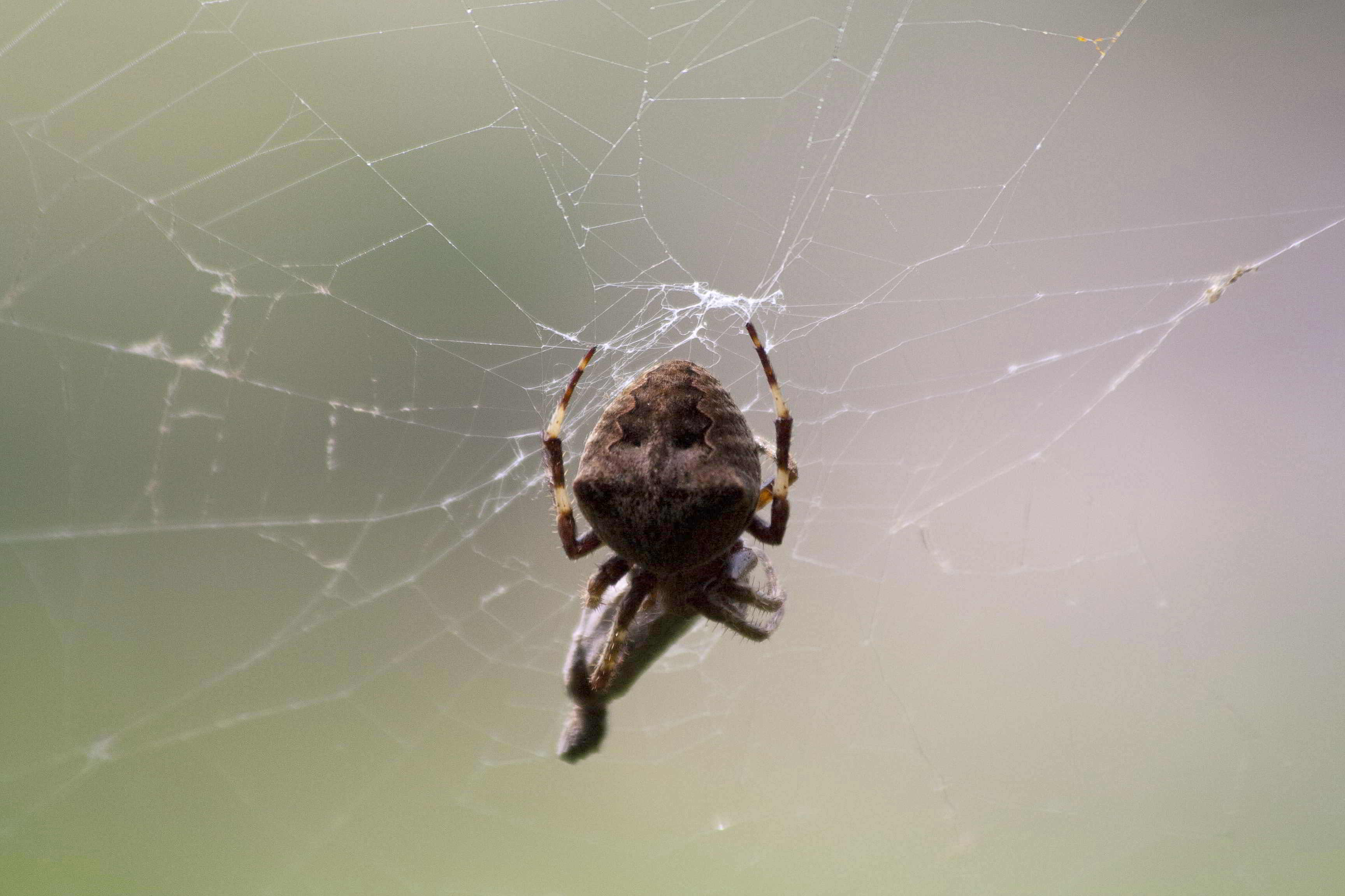 Araneus sp.