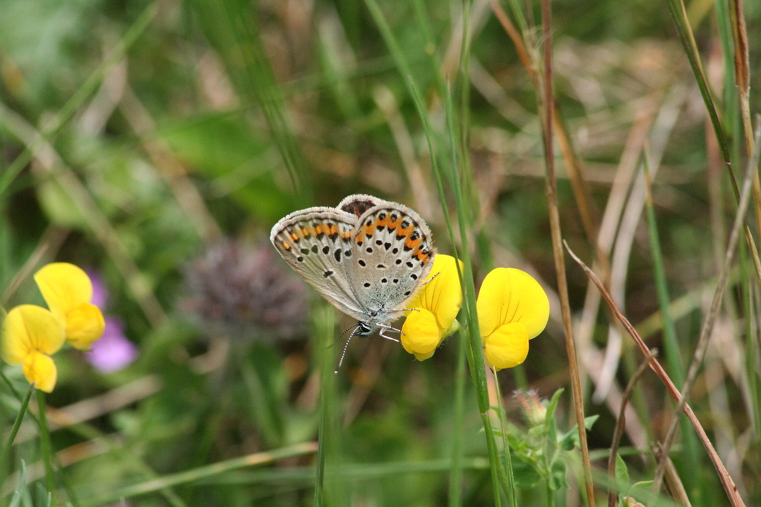 ♀ plebejus argus o idas?