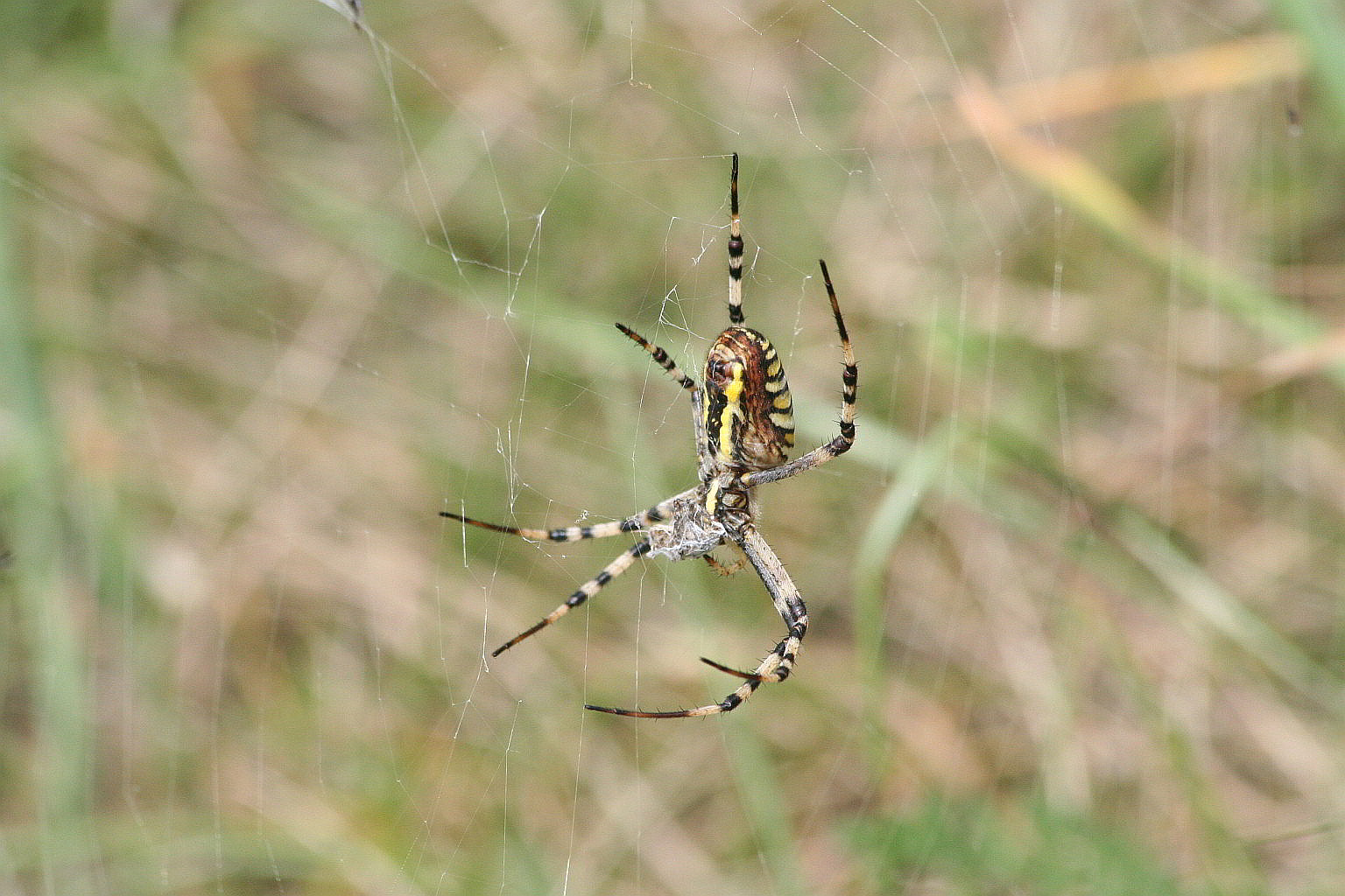 Argiope bruennichi