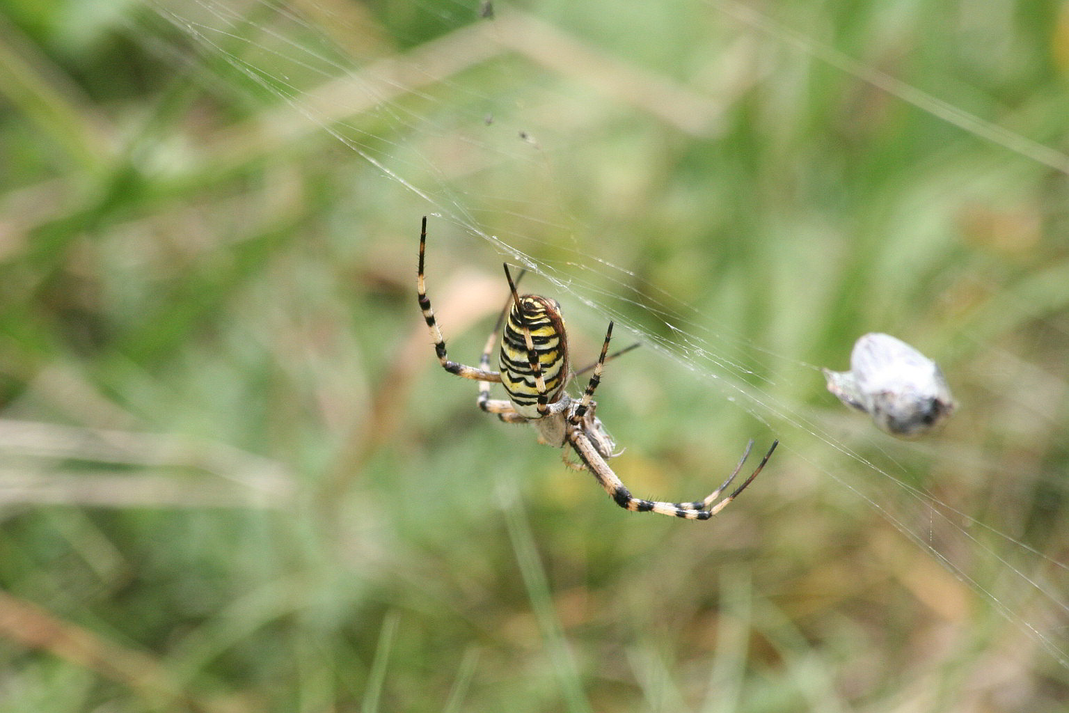 Argiope bruennichi