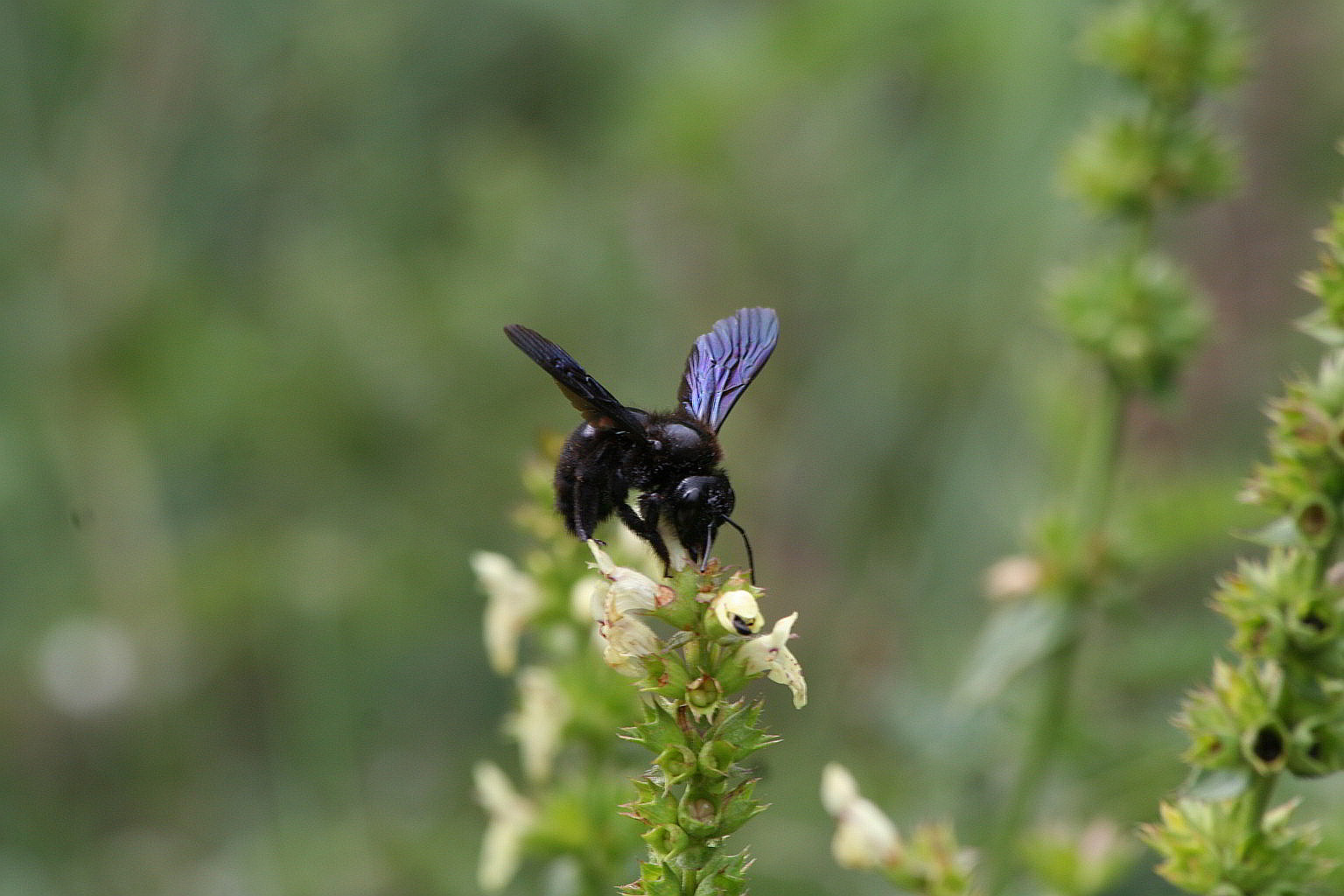 Xylocopa sp. (Apidae)