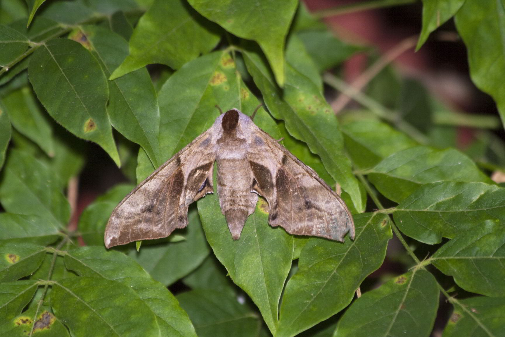 Smerinthus ocellata?