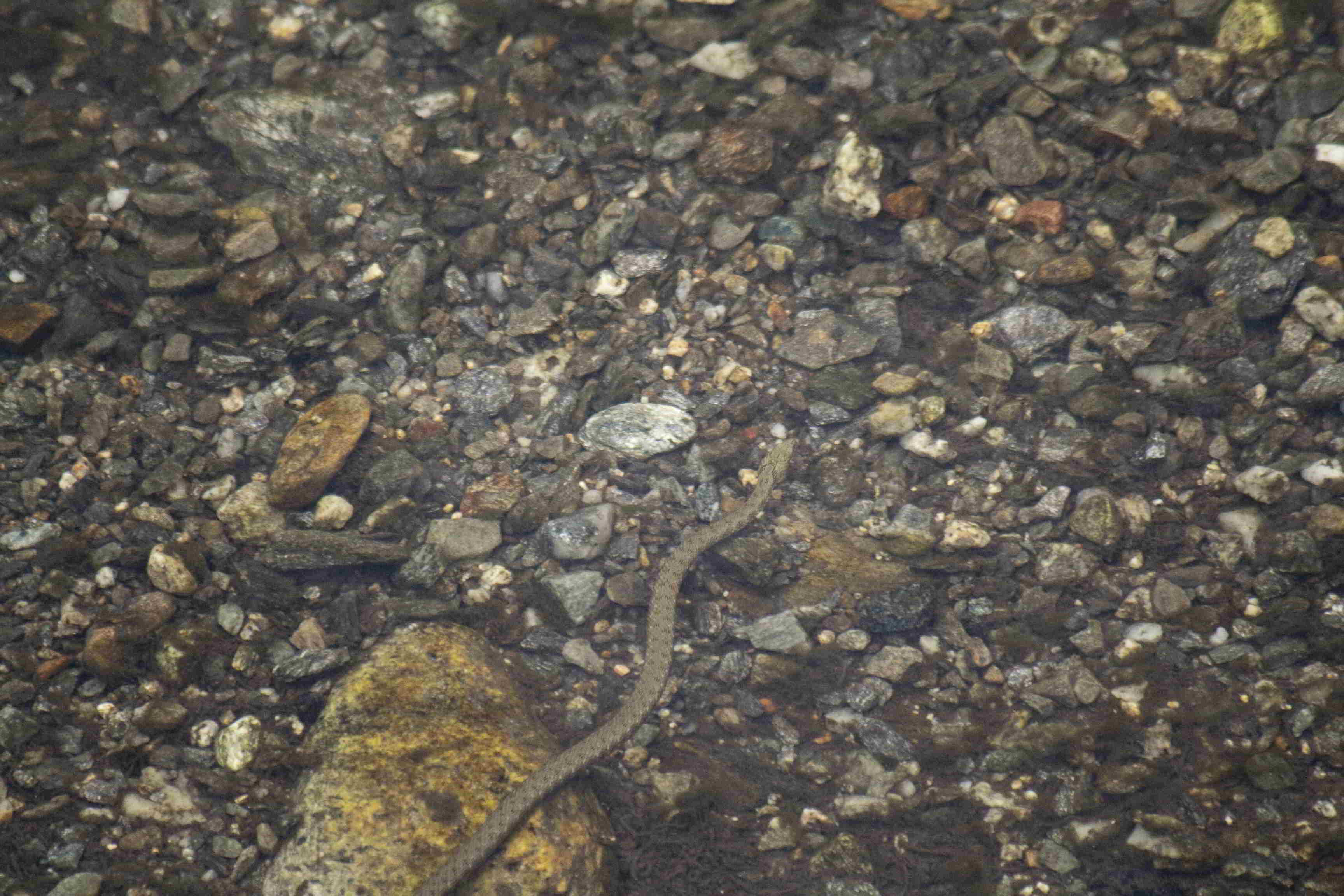 biscia d''acqua (Natrix tessellata )