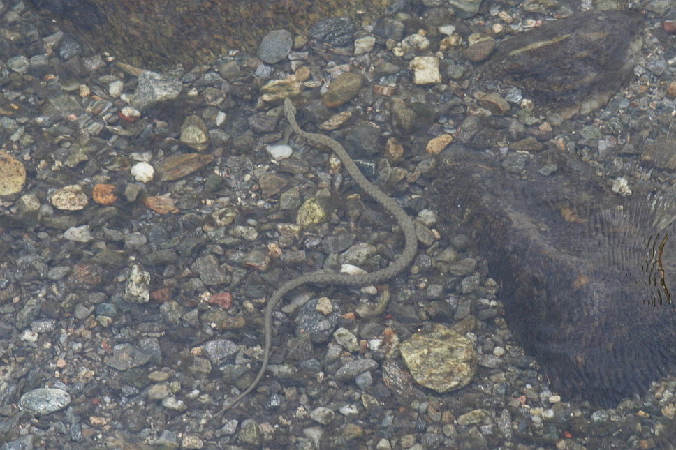 biscia d''acqua (Natrix tessellata )