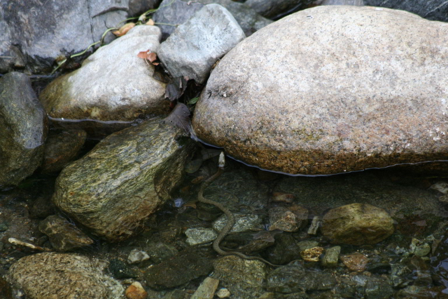 biscia d''acqua (Natrix tessellata )