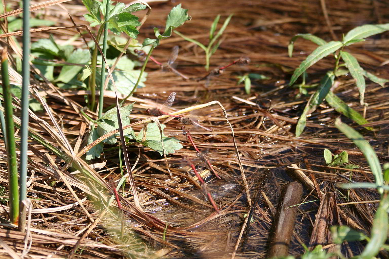 strano comportamento di Sympetrum vulgatum