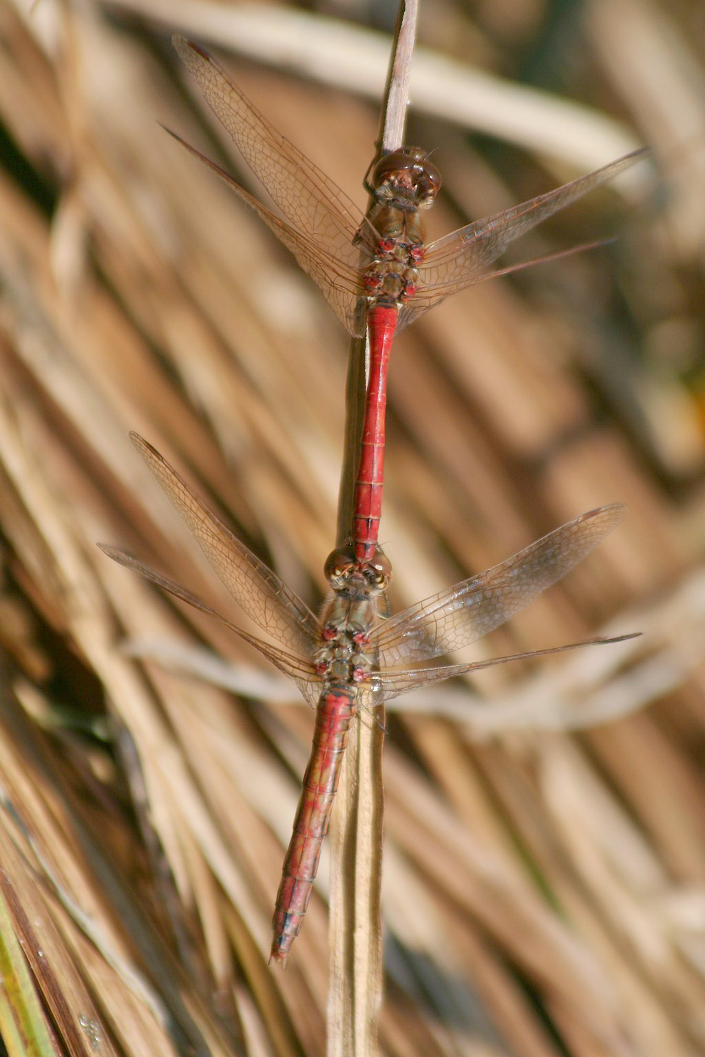 strano comportamento di Sympetrum vulgatum