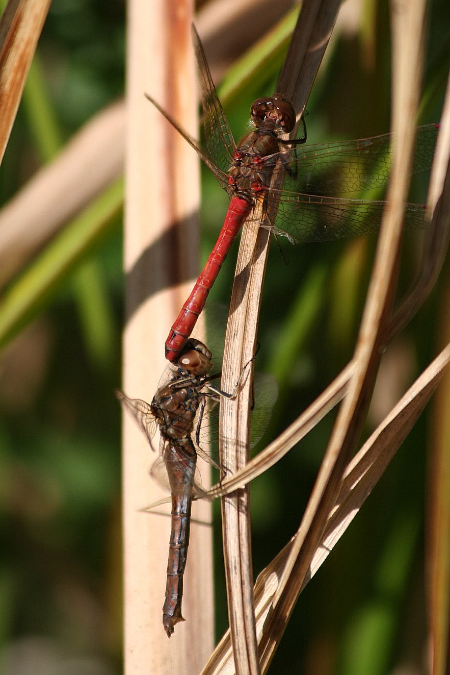 strano comportamento di Sympetrum vulgatum